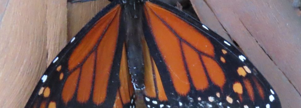 Christian Growth: Consider the Monarch