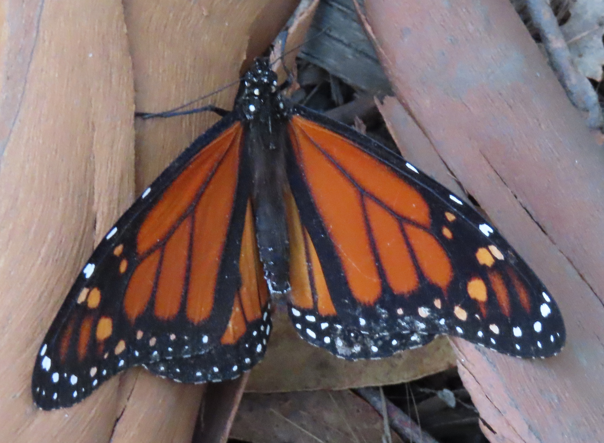 Christian Growth: Consider the Monarch